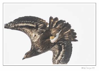 eagle with fish 3 copy.jpg